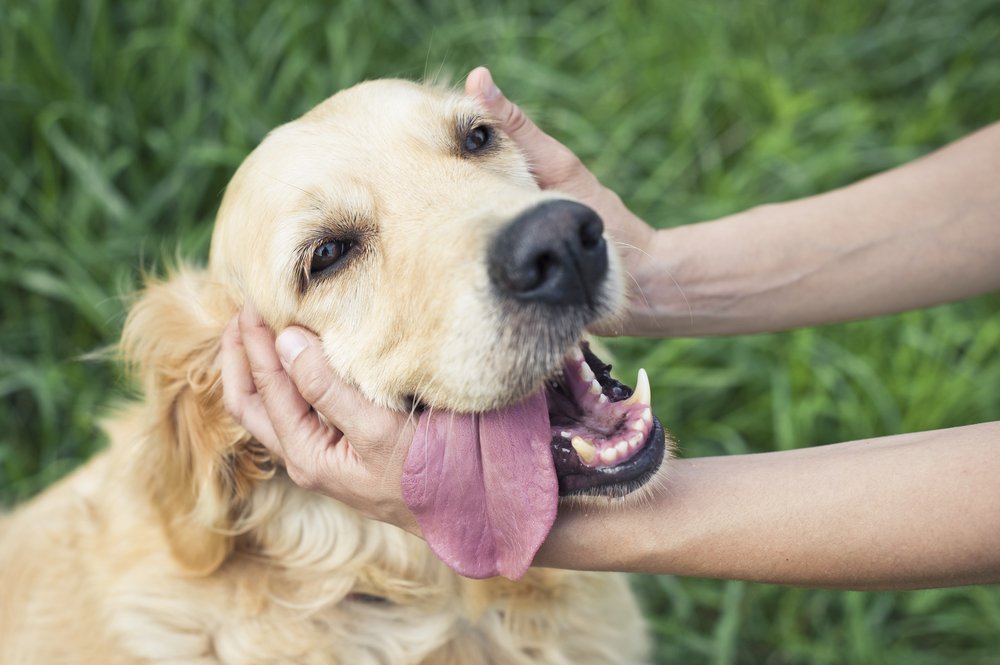 Pet Massage has many benefits for your furry friend